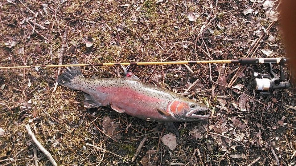 Lake Ontario Fishing Report 